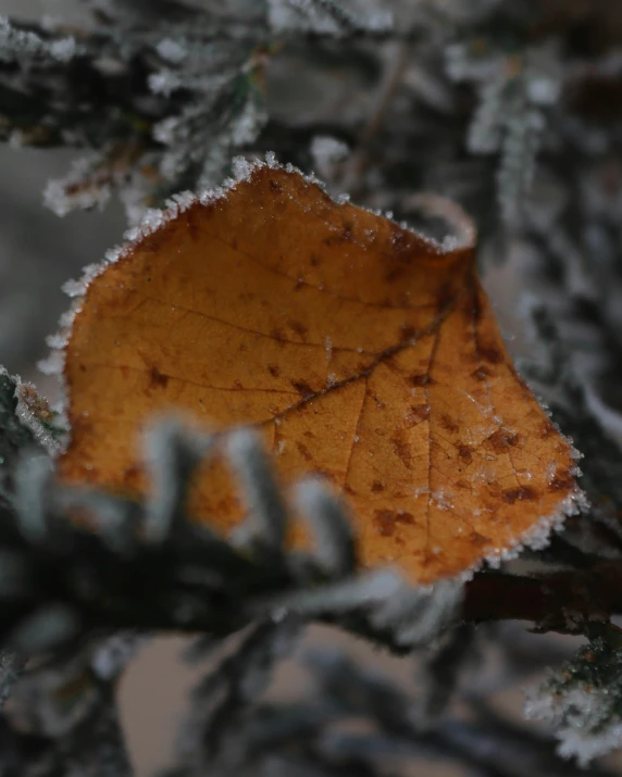 a leaf that is covered in ice on a nch