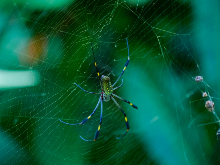 an open web spider hangs on the underside of it's web