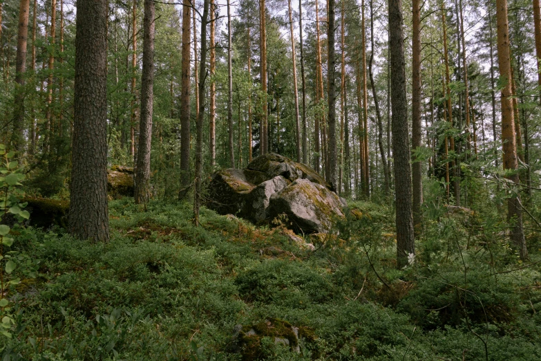 an area of trees with lots of small rocks in the woods