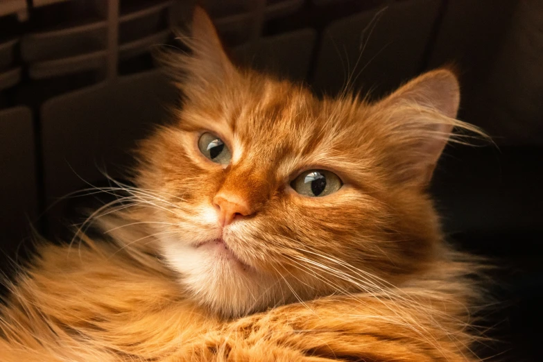 a fluffy orange cat looking over its arm