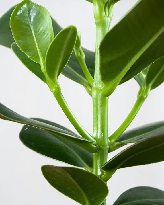 green leaves with the stems extended to form an upward plant stem