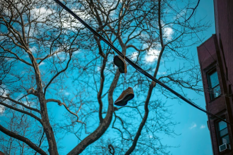 pair of shoes hanging in tree against blue sky