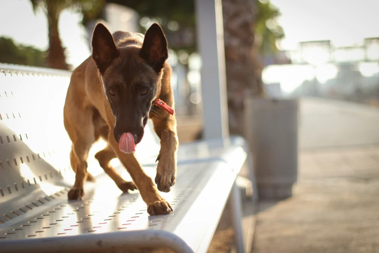 a dog in the middle of a long line of metal