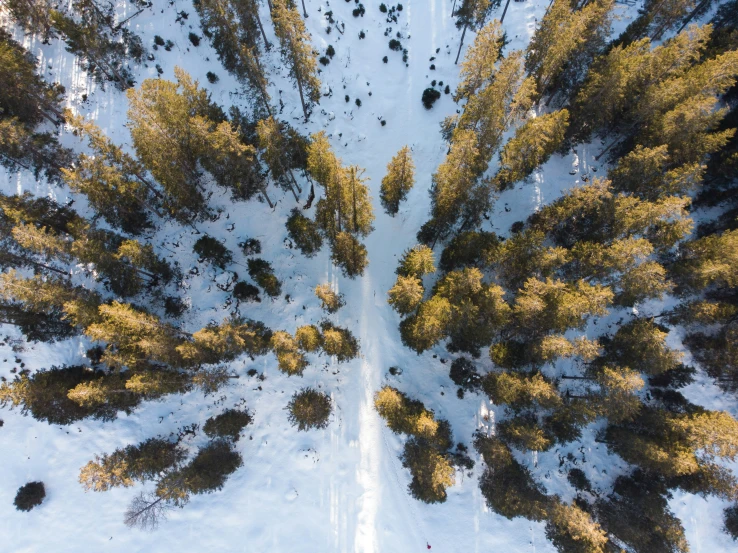 an overhead view of the top of pine trees in winter