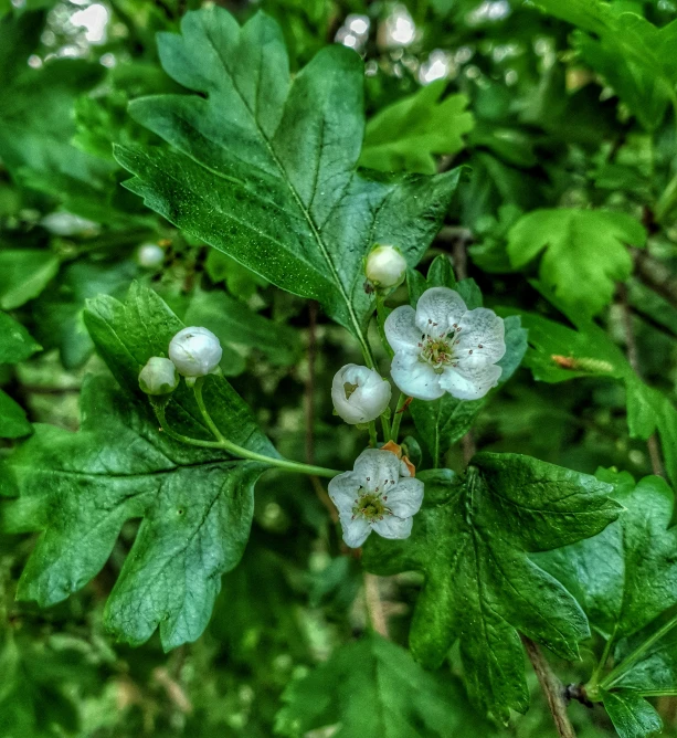 a green nch with white flowers and leafy leaves