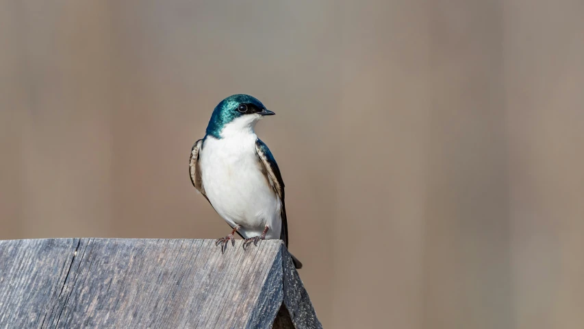 a bird is perched on top of the edge of a wooden roof