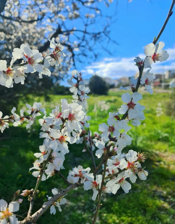 flowers growing on a tree nch in the grass