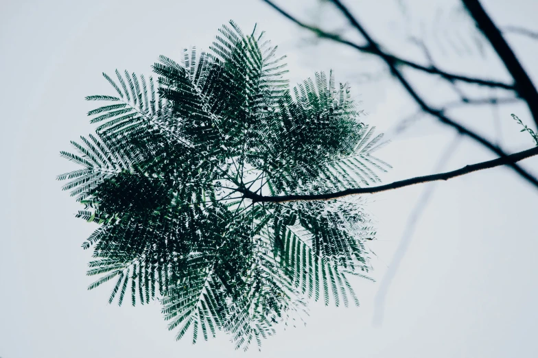 a pine tree with several leaves in the foreground