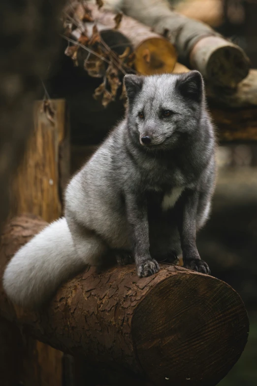 a small gray fox is sitting on a piece of wood