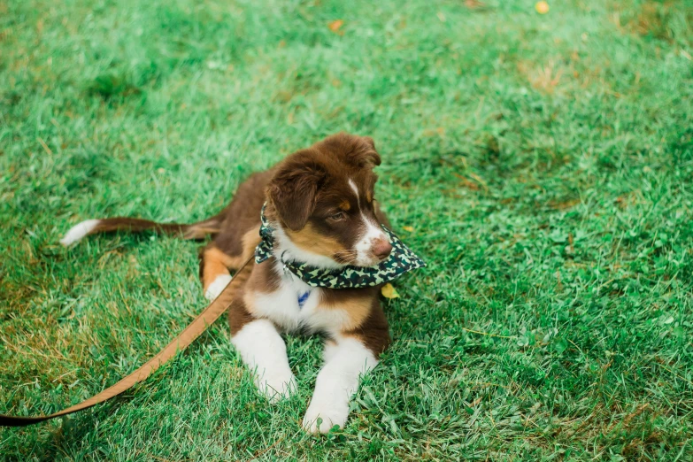 a brown and white puppy laying in a field