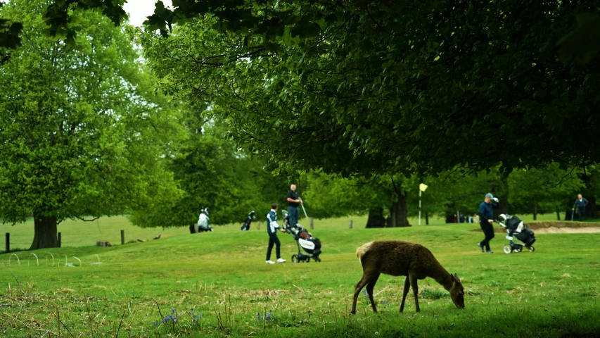 a young deer grazes in a park filled with people