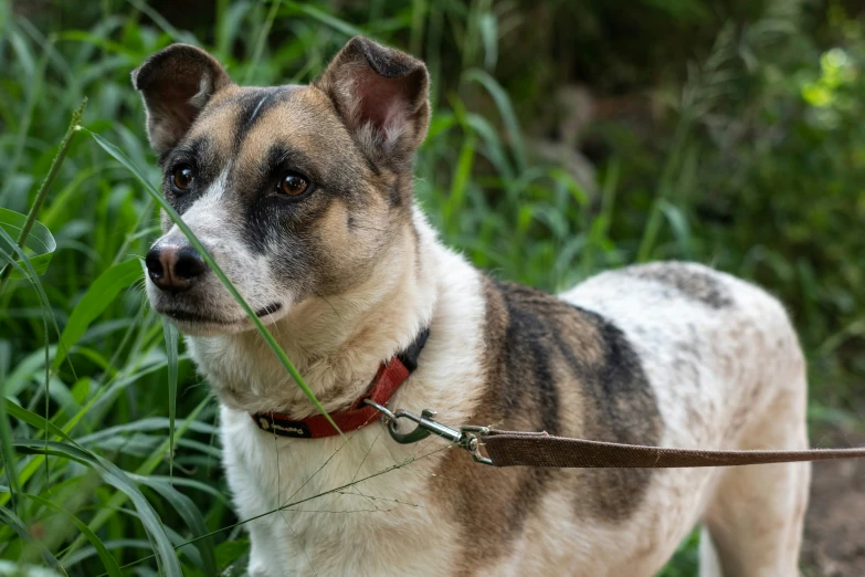 a dog stands on the grass with some weeds in his mouth