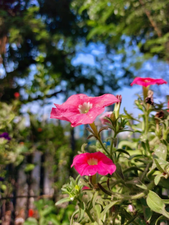 many pink flowers grow near a wooden fence