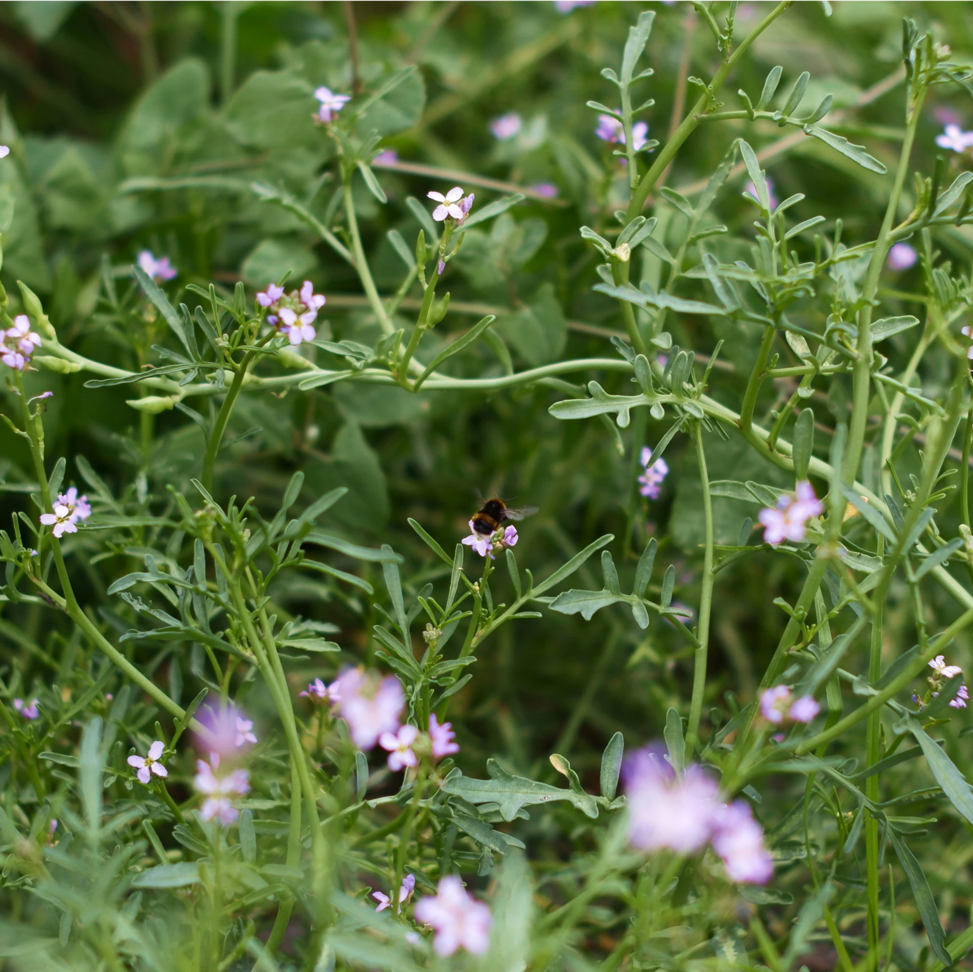 close up of purple flowers in a field