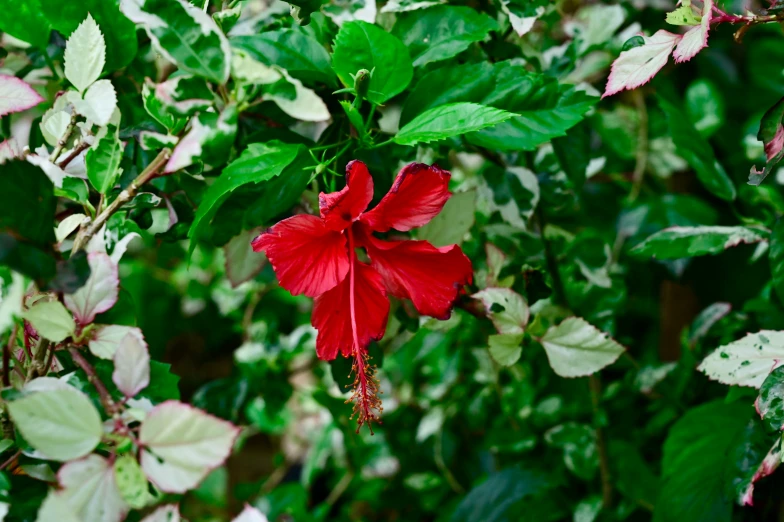 a red flower with green leaves growing on the nches