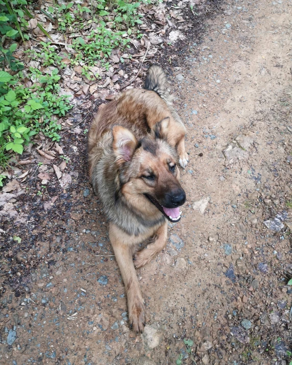 a dog laying on a path in the forest