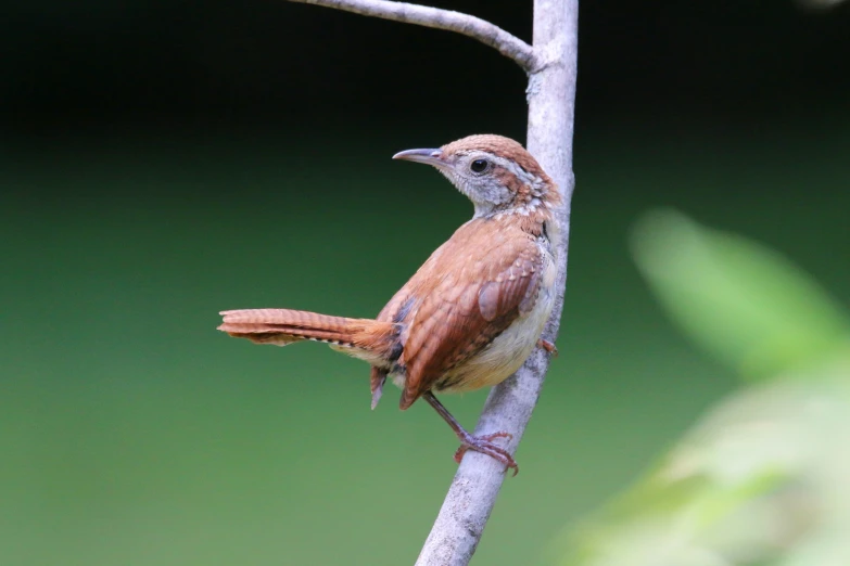 a small bird sitting on top of a tree nch