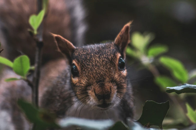 a close up po of a squirrel eating leaves