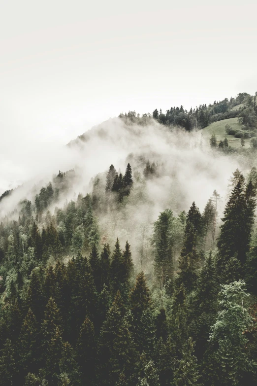 trees with fog rolling over them in a forest