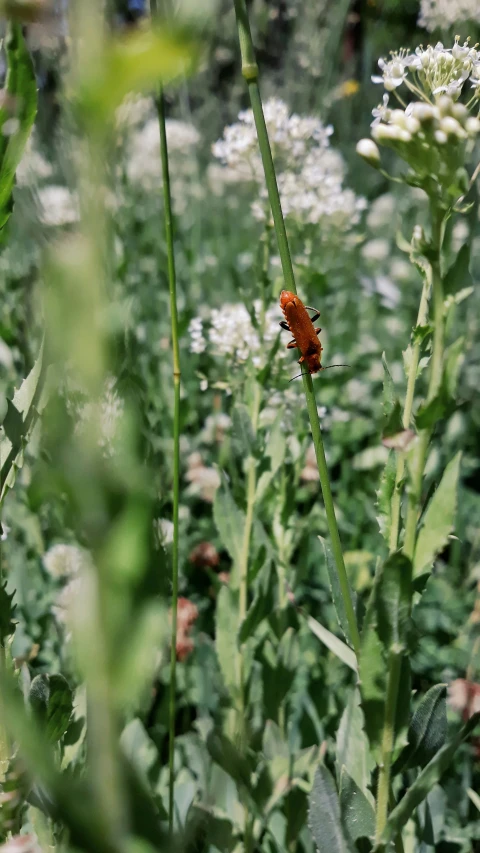 a red bug is seen on the grass