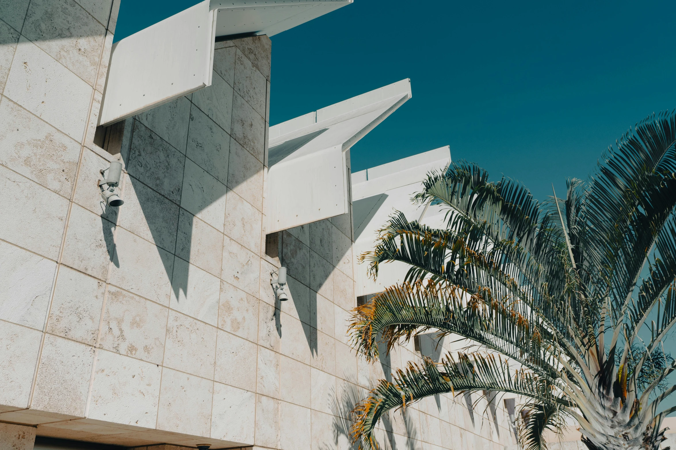 a large palm tree near the side of a building