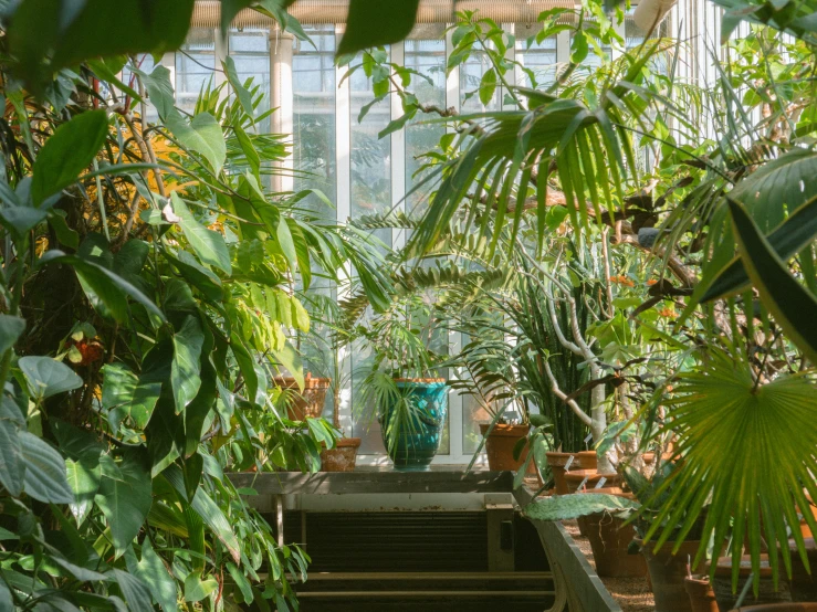 a number of plants on a shelf in a plant filled room