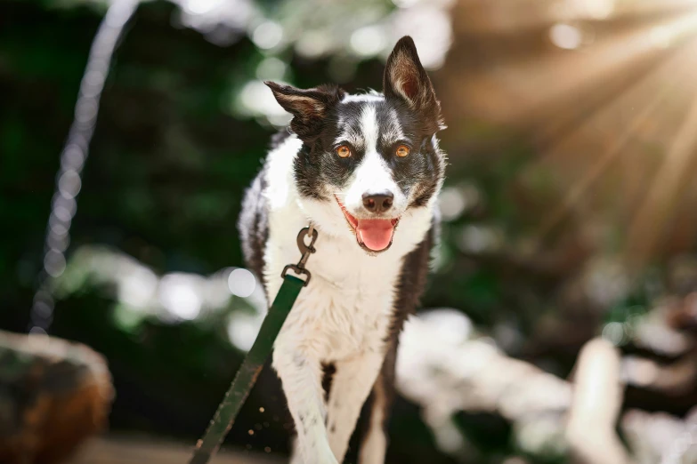 a dog standing in the sunlight with an umbrella