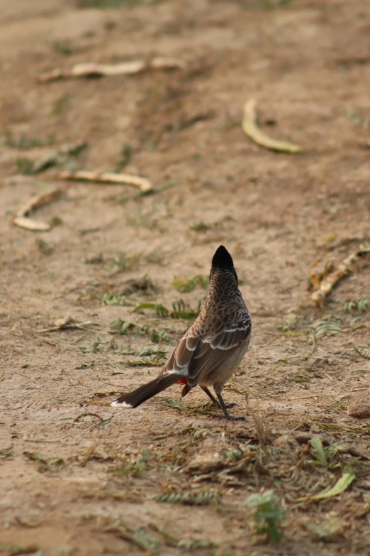 a bird is standing on the ground