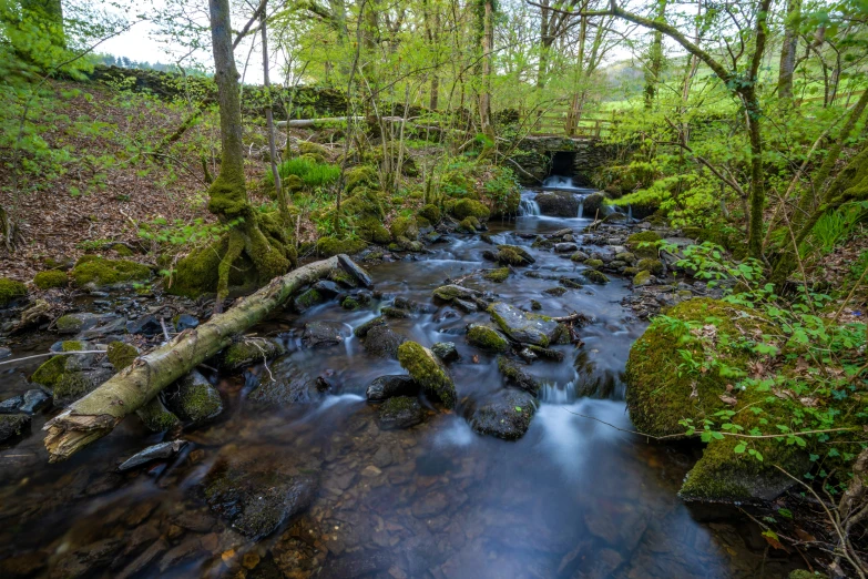 a small stream running through a green forest