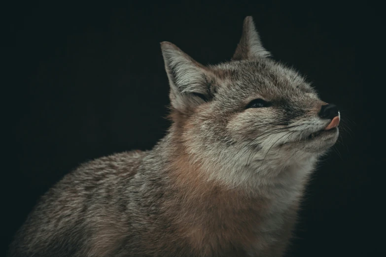 a gray cat's face in the dark with its eyes closed