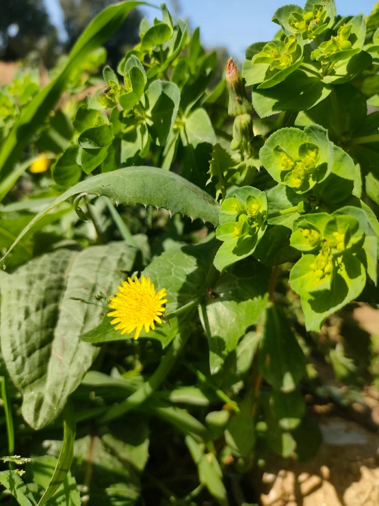 a plant with a yellow flower next to a leaf