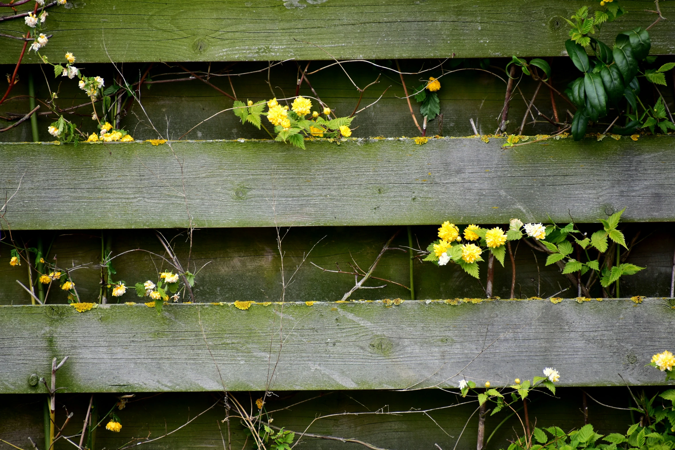 a wooden fence covered in vines and flowers