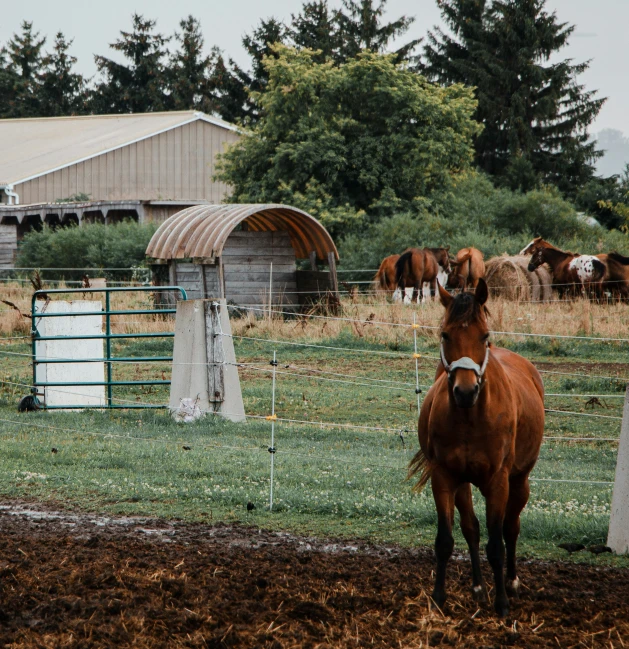 a brown horse standing next to a wooden post