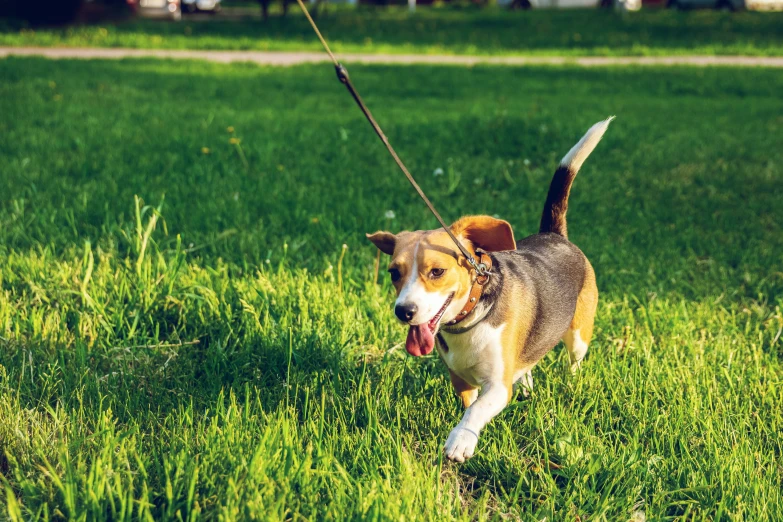 a dog runs through the green grass with its tongue out