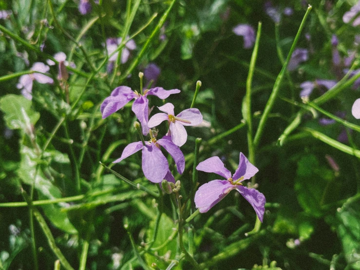 flowers are blooming in the grass near the trees