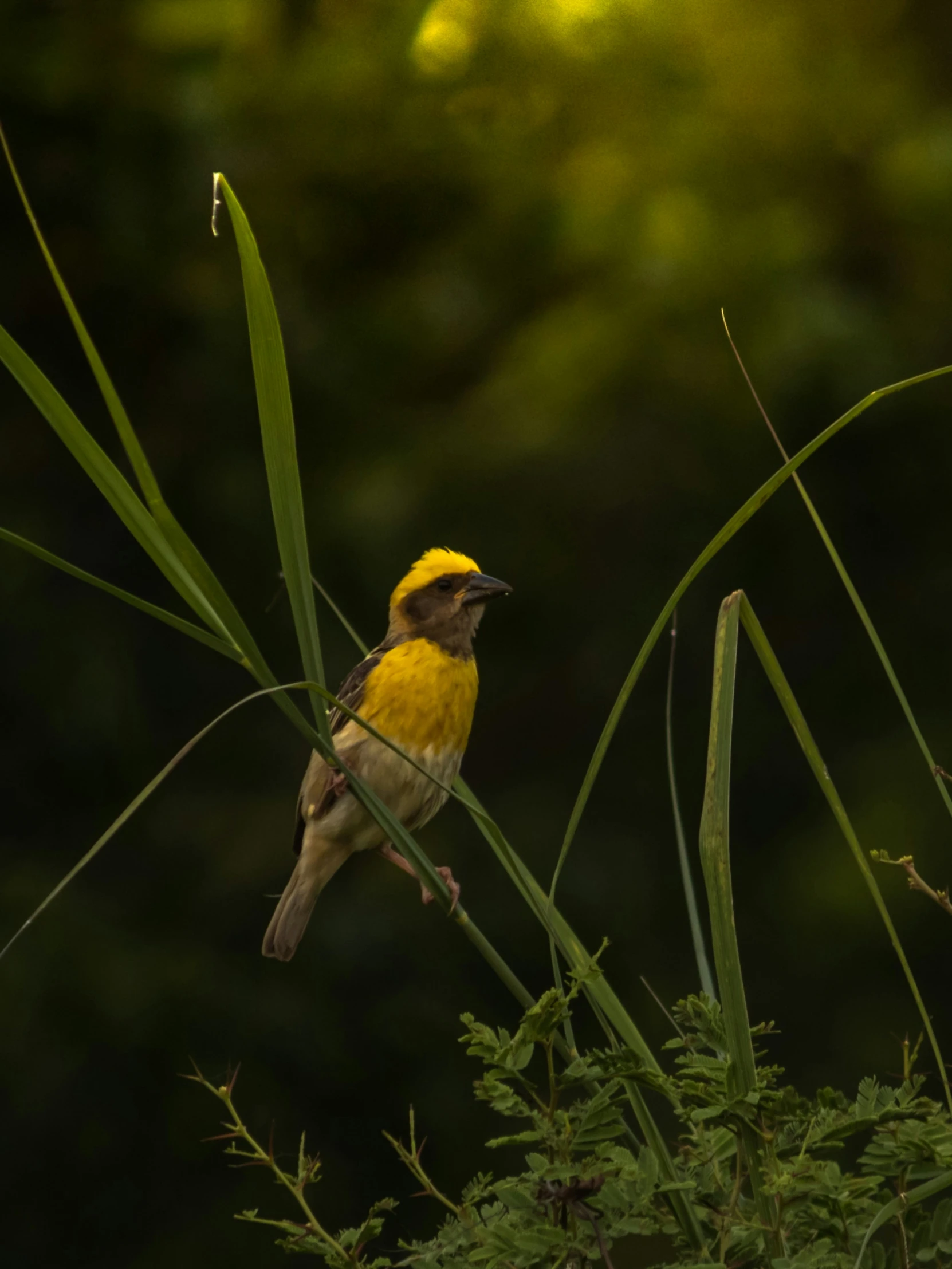 a bird sitting in the middle of the tall green vegetation