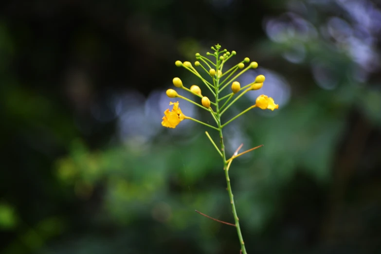 a yellow plant is seen in a close up s