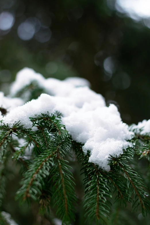 a pine nch with snow on it in a forest