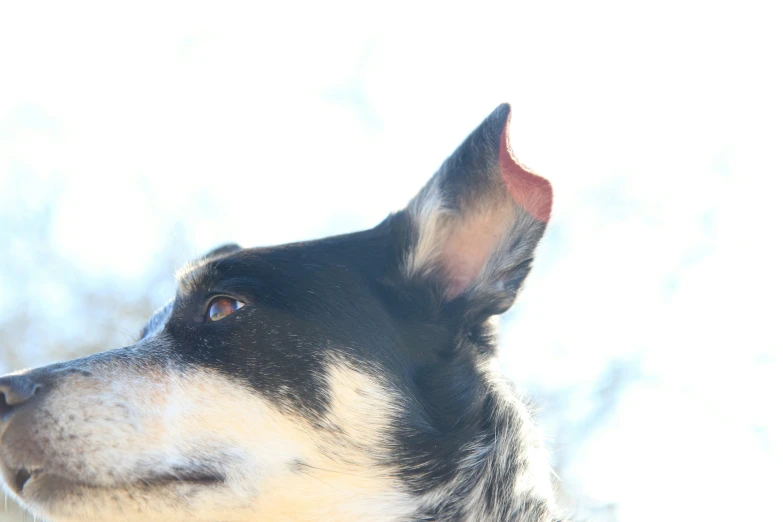 a close up of a black and white dog looking up