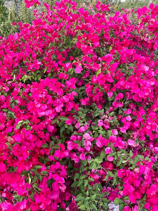 an image of a field with lots of flowers