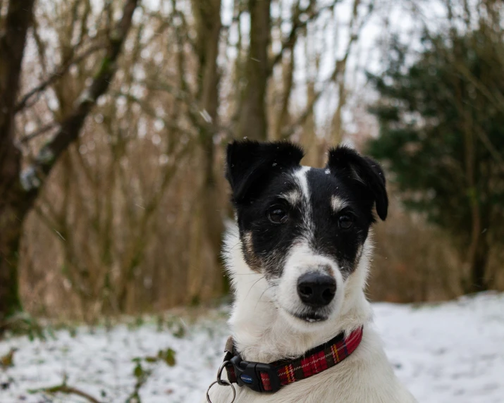 a black and white dog standing in the snow