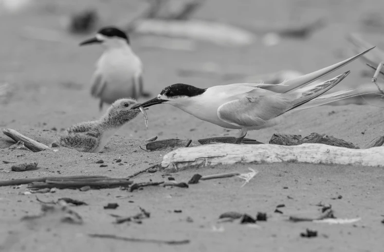 a couple of birds on a sandy beach