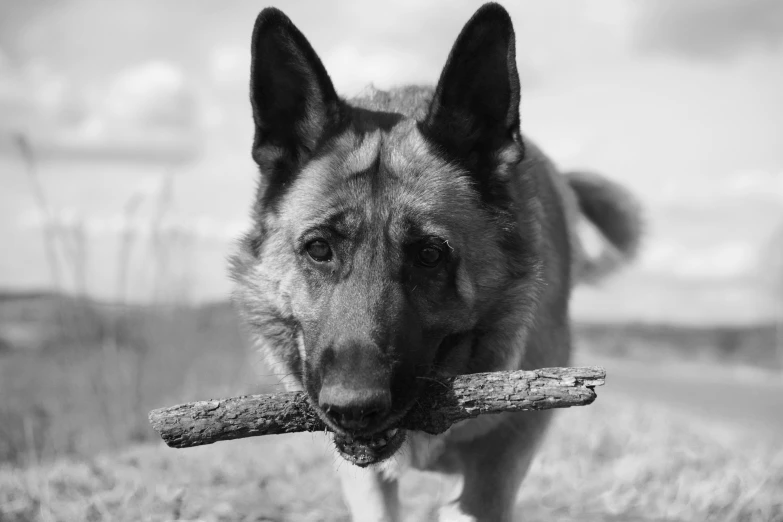 a black and white po of a dog holding a tree nch in his mouth