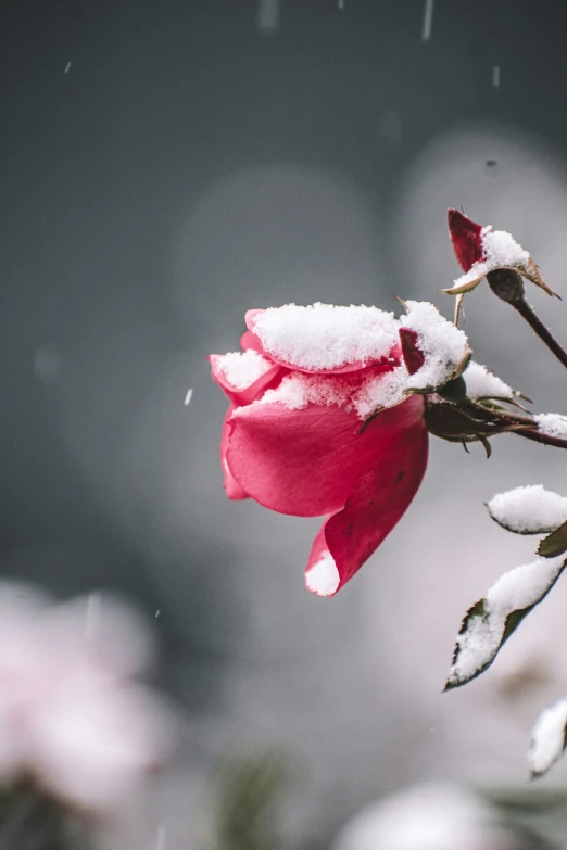 a rose covered in snow on a tree nch