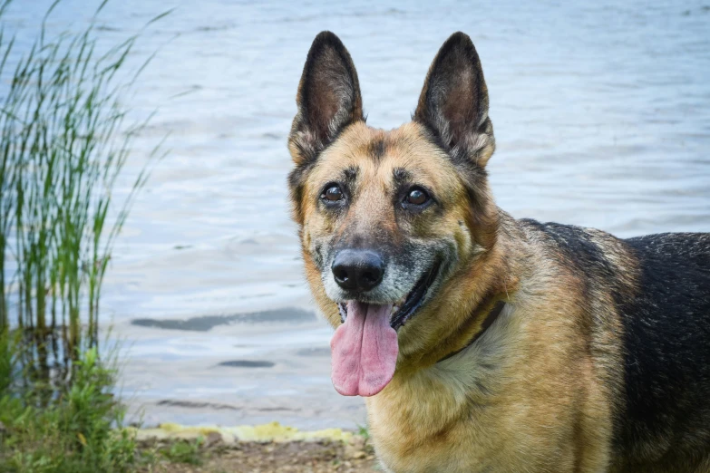 a dog with long tongue and a tongue sticking out