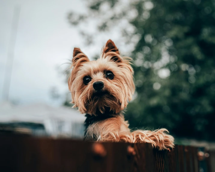 a dog is standing up on a wooden fence