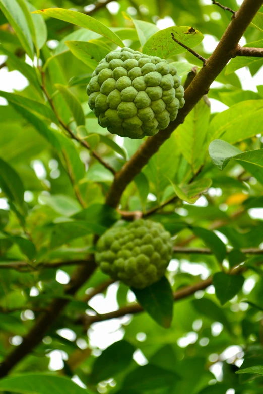 a cluster of fruit hanging from a tree in the shade