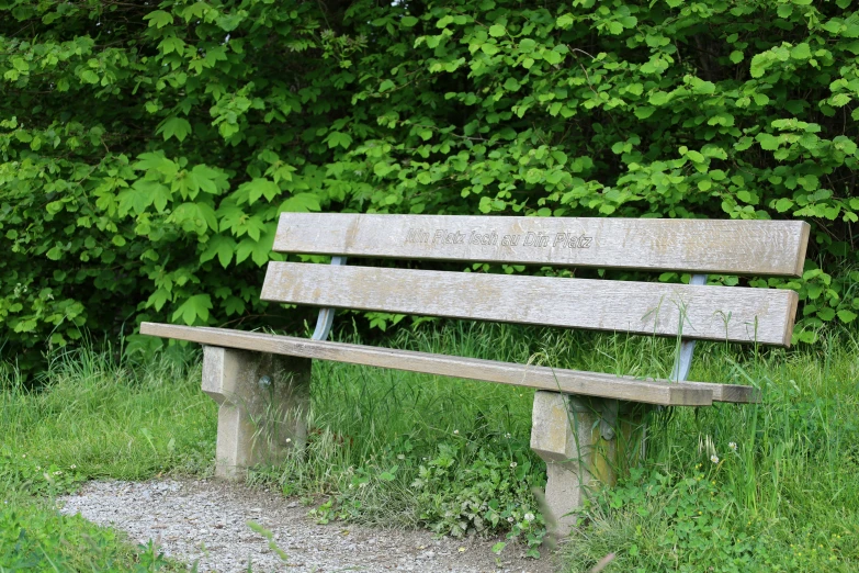 the bench is in front of a green forest