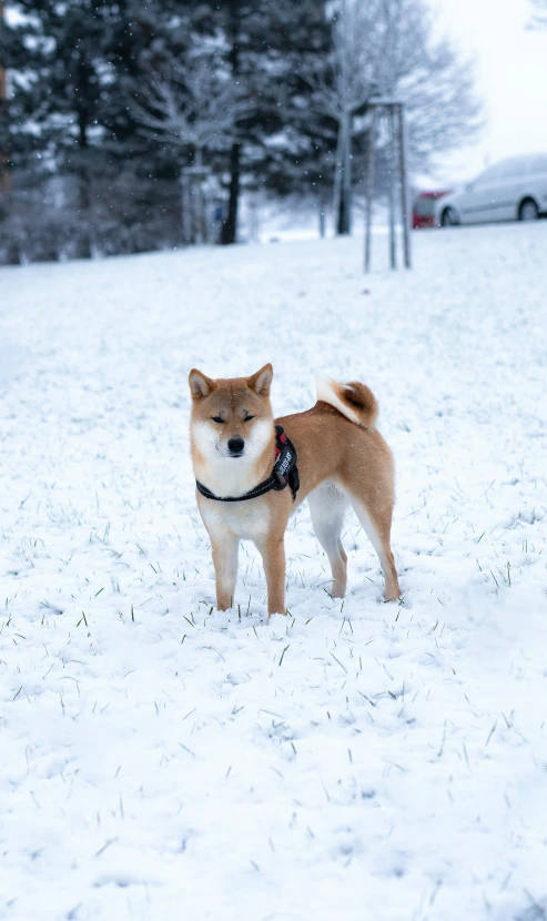 the dog is standing in the snow on the field