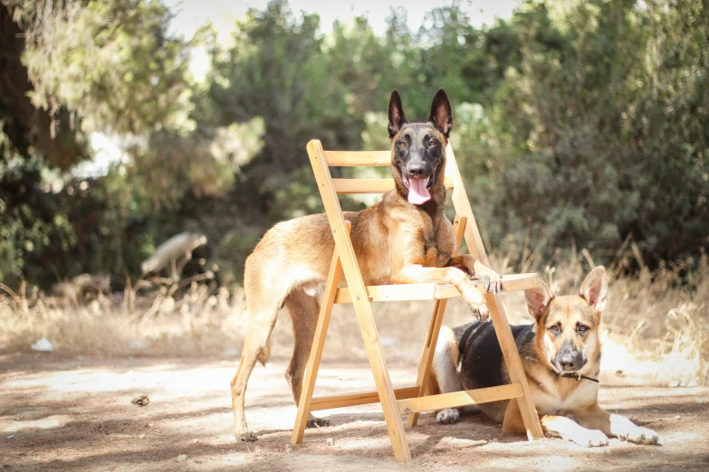 two dogs sitting in chairs next to each other